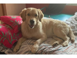 Lost 2 yr old male golden retriever dog named cheenu