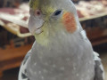 missing-grey-colour-cockatiel-11-months-old-from-whitefield-bangalore-from-16072021-small-0