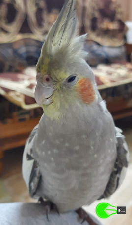 missing-grey-colour-cockatiel-11-months-old-from-whitefield-bangalore-from-16072021-big-0