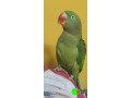parrot-alexandrian-parakeet-pahadi-total-small-0