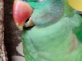parrot-alexandrian-parakeet-pahadi-total-small-1