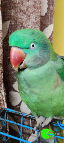 parrot-alexandrian-parakeet-pahadi-total-big-1