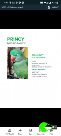 parrot-alexandrian-parakeet-pahadi-total-big-2