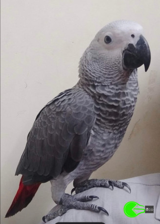 african-grey-parrot-big-0