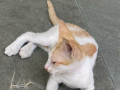 lost-indian-cat-small-1
