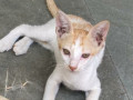 lost-indian-cat-small-1