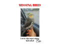 cockatiel-bird-missing-small-0