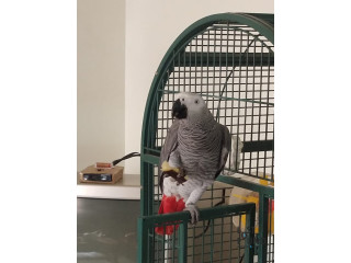 Missing SUNNY - African Grey Parrot