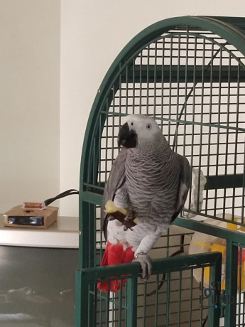 missing-sunny-african-grey-parrot-big-0