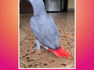 Pepper - Grey Parrot Missing