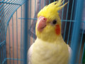 please-help-me-my-bird-lost-cocktail-bird-he-is-colour-creamy-white-and-yellow-please-help-me-if-anyone-got-it-so-please-contact-on-me-small-1