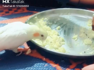 Please help me my bird lost cocktail bird he is colour creamy white and yellow please help me if anyone got it so please contact on me