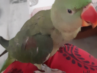 Baby alexander parakeet lost from Ranchi. Please if any one got return it.