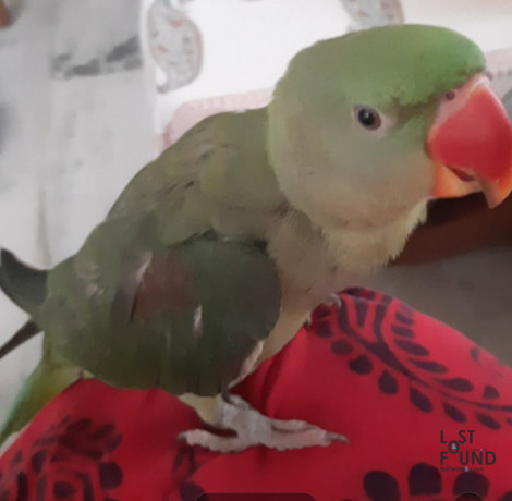 baby-alexander-parakeet-lost-from-ranchi-please-if-any-one-got-return-it-big-1