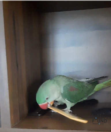 baby-alexander-parakeet-lost-from-ranchi-please-if-any-one-got-return-it-big-0