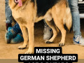 german-shepherd-small-0