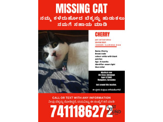 Pet Cat lost - Cherry