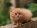 golden-persian-cat-with-4-legs-and-two-ears-small-0