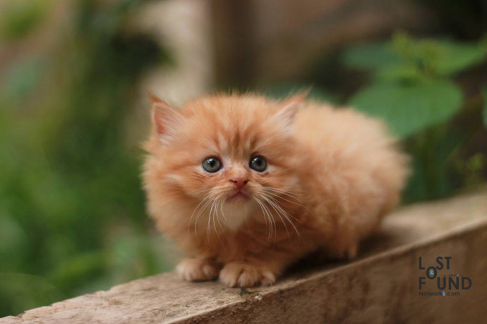 golden-persian-cat-with-4-legs-and-two-ears-big-0