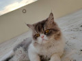 missing-perisan-cat-grey-and-white-adult-3years-small-0