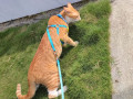 male-ginger-coloured-cat-lost-on-15-nov-2021-small-0