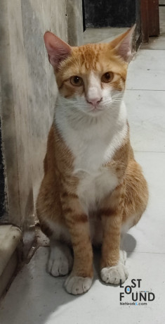 male-ginger-coloured-cat-lost-on-15-nov-2021-big-1