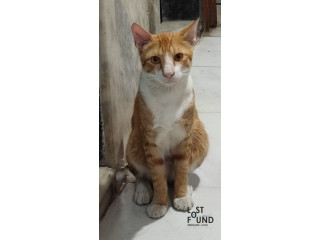 Ginger coloured cat lost on Nov 15,2021