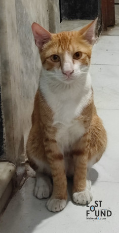 ginger-coloured-cat-lost-on-nov-152021-big-0