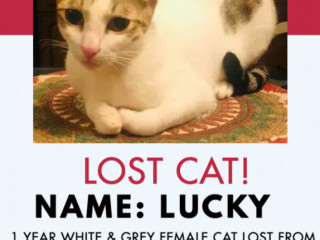 LOST CAT NAME LUCKY
