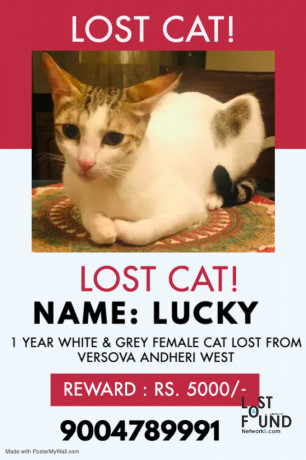 lost-cat-name-lucky-big-1