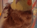 cockatiel-missing-from-byculla-small-3