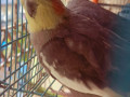 cockatiel-missing-from-byculla-small-0