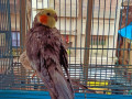 cockatiel-missing-from-byculla-small-1