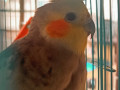 cockatiel-missing-from-byculla-small-2
