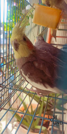 cockatiel-missing-from-byculla-big-0