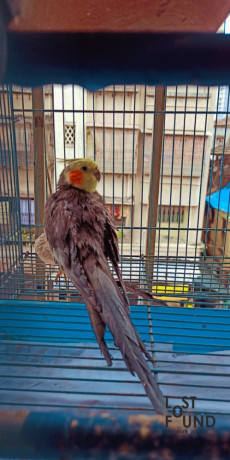 cockatiel-missing-from-byculla-big-1