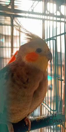 cockatiel-missing-from-byculla-big-2