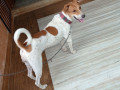 indian-female-dog-lost-small-1