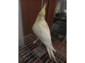 missing-cockatiel-small-2