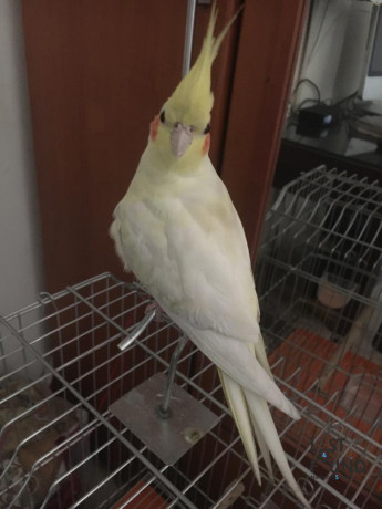 missing-cockatiel-big-2