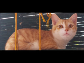 Orange and white cat with white mark (7) on back, orange eyes.