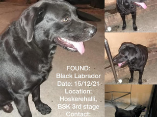 Black Male Labrador found