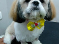 mike-our-little-shih-tzu-small-0