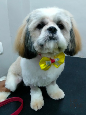 mike-our-little-shih-tzu-big-0