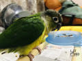 green-cheek-conure-named-mario-gone-missinglost-small-3