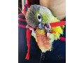 green-cheek-conure-named-mario-gone-missinglost-small-1