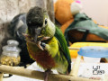 green-cheek-conure-named-mario-gone-missinglost-small-4