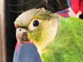 green-cheek-conure-named-mario-gone-missinglost-small-2