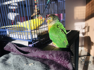 Green Cheek Conure named MARIO gone missing/lost