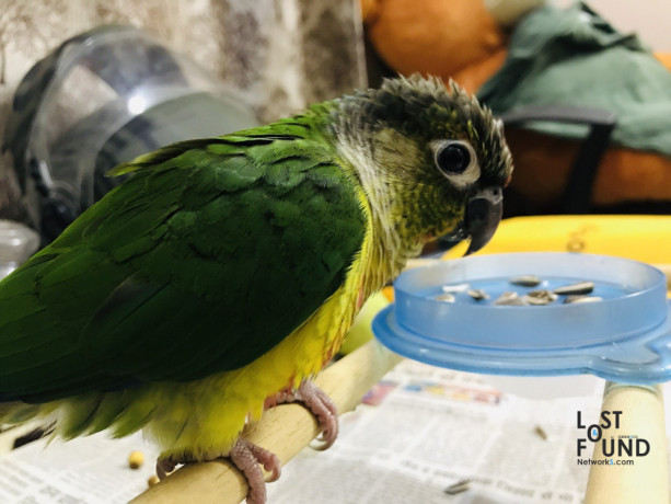 green-cheek-conure-named-mario-gone-missinglost-big-3